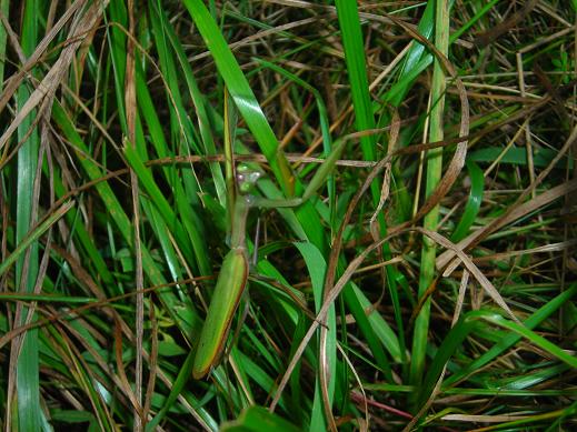 Maschi di Mantis religiosa